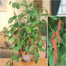 Piper nigrum- Kali Mirch�