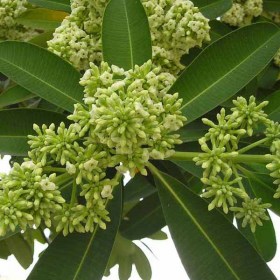 Alstonia Scholaris- Dita Tree- Saptaparni� - Medicinal Plant