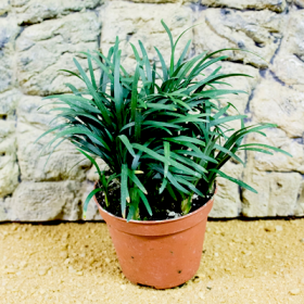 Ophiopogon Jaburan Green- Ophiopogon - Ground Cover
