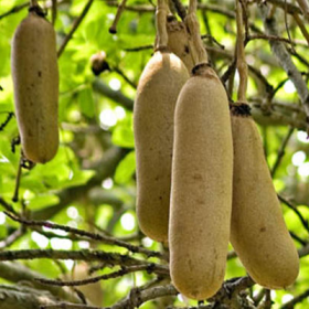 Sausage Tree- Kigelia Pinnata� - Medicinal Plant