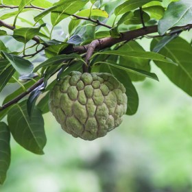 Custard Apple- Sitafal- Annona squamosa