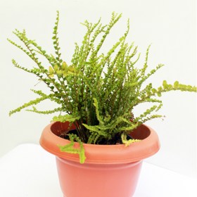 Nephrolepis Exaltata Teddy Junior (Green)