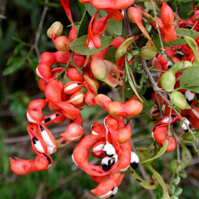 Pithecellobium Dulce- Jungle Jalebi