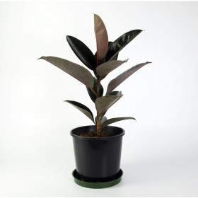 Ficus Elastica Decora Rubra- Ficus black