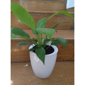 White-White Self Watering Hanging Planter Flower Pot�