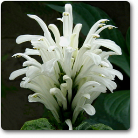 Brazilian plume (White) - Plant