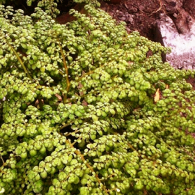 Pilea Artillery- Pilea Microphylla - Ground Cover