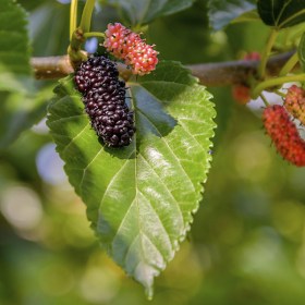 Shahtoot- Mulberry- Tuti ( Big Leaves )