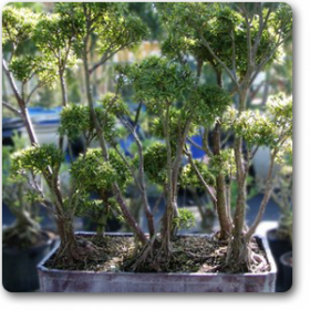 Ficus Multiroots 180-200cm