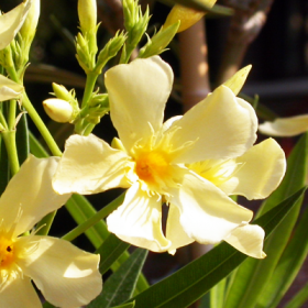 Kaner- Nerium Oleander (Yellow- Single)
