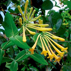 Honeysuckle- Sempervirens sulphurea