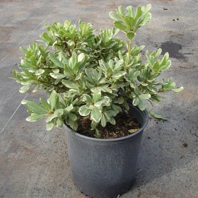 Pittosporum Tobira Variegatum