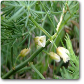 Wild Asparagus- Shatavari - Medicinal Plant