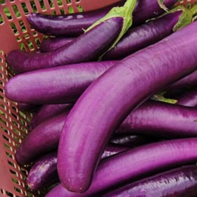 Brinjal ppl
