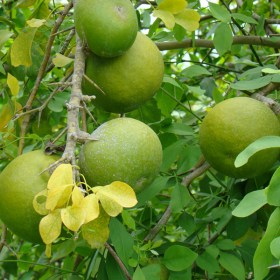 Bel Tree- Bilva Patra- Bel Patra� - Medicinal Plant