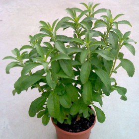 Stevia rebaudiana - Medicinal Plant