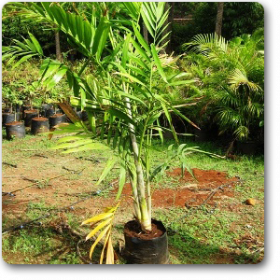 Kentia palm�