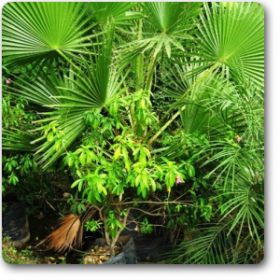 Trachycarpus wagnerianus