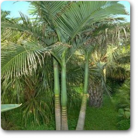 Archontophoenix Alexandrae�