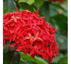 Ixora Long- Singapuri Ixora (Red)