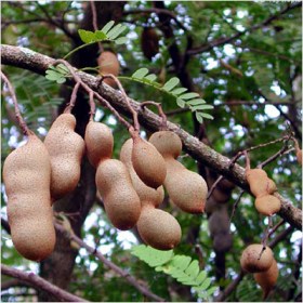 Tamarindus indica- Imli - Medicinal Plant