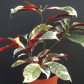 Excoecaria Bicolor Variegated- Chinese�