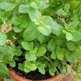 Pudina- Common mint