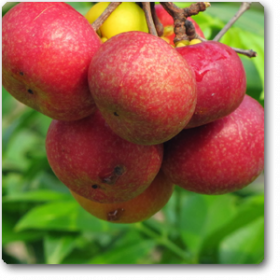 Kokum- Ratamba�