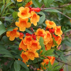 Tecoma (Shrub- Orange)�