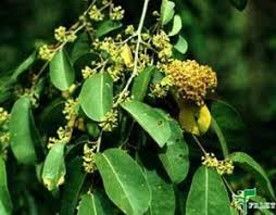 Anogeissus Acuminata� - Medicinal Plant