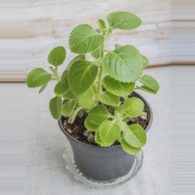 Mexican mint- Patharchur- Ajwain Leaves