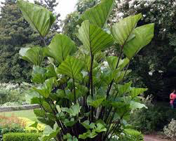 Alocasia esculata var tea cup -