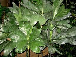 Chamaedorea Metallica Palm, Miniature