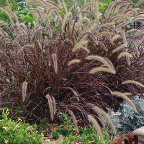 Pennisetum ruppellii- Plant