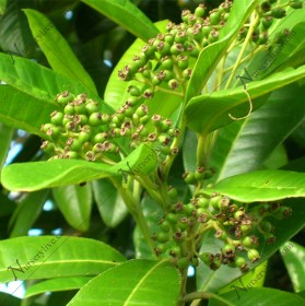 AllSpice�