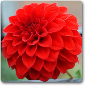 Big Dahlia ( Red ) - Ground Cover