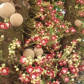 Kailashpati- Cannon-ball Tree - Medicinal Plant