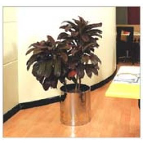 Golden Tulipa Planter�