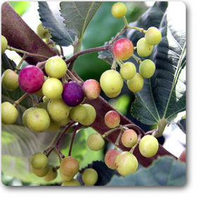 Phalsa- Falsa-Grewia asiatica