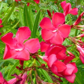 Kaner- Nerium Oleander (Red- Single)�