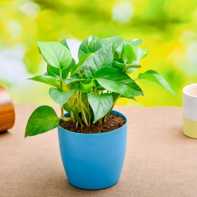 Money Plant- Scindapsus (Green) - Ground Cover
