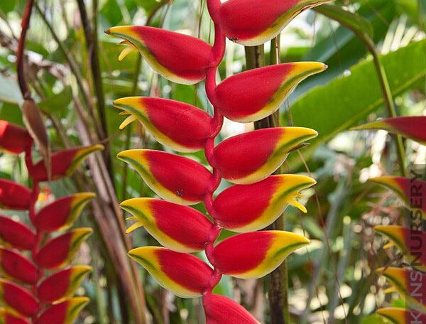 Heliconia - Lobster