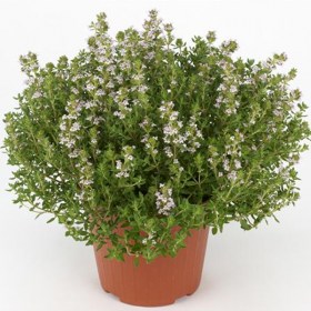Thyme- Thymus vulgaris