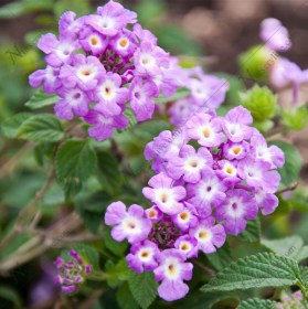Lantana (Lavender) - Ground Cover