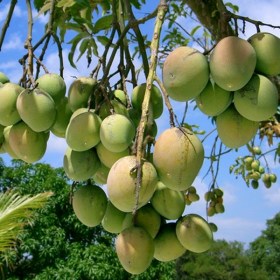 Mango Sindhu- Aam Sindhu�