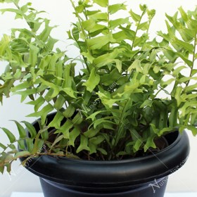 Fish Tail Fern