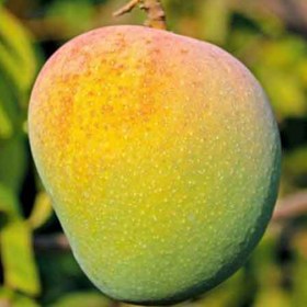 Mango Badami- Aam Badami�