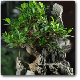 Ficus S Shape with stone