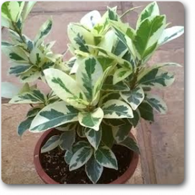 Ficus Compacta Variegated�