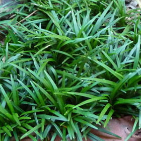 Monkey Grass- Mondo Grass - Ground Cover